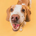 Coming Soon  pet photo